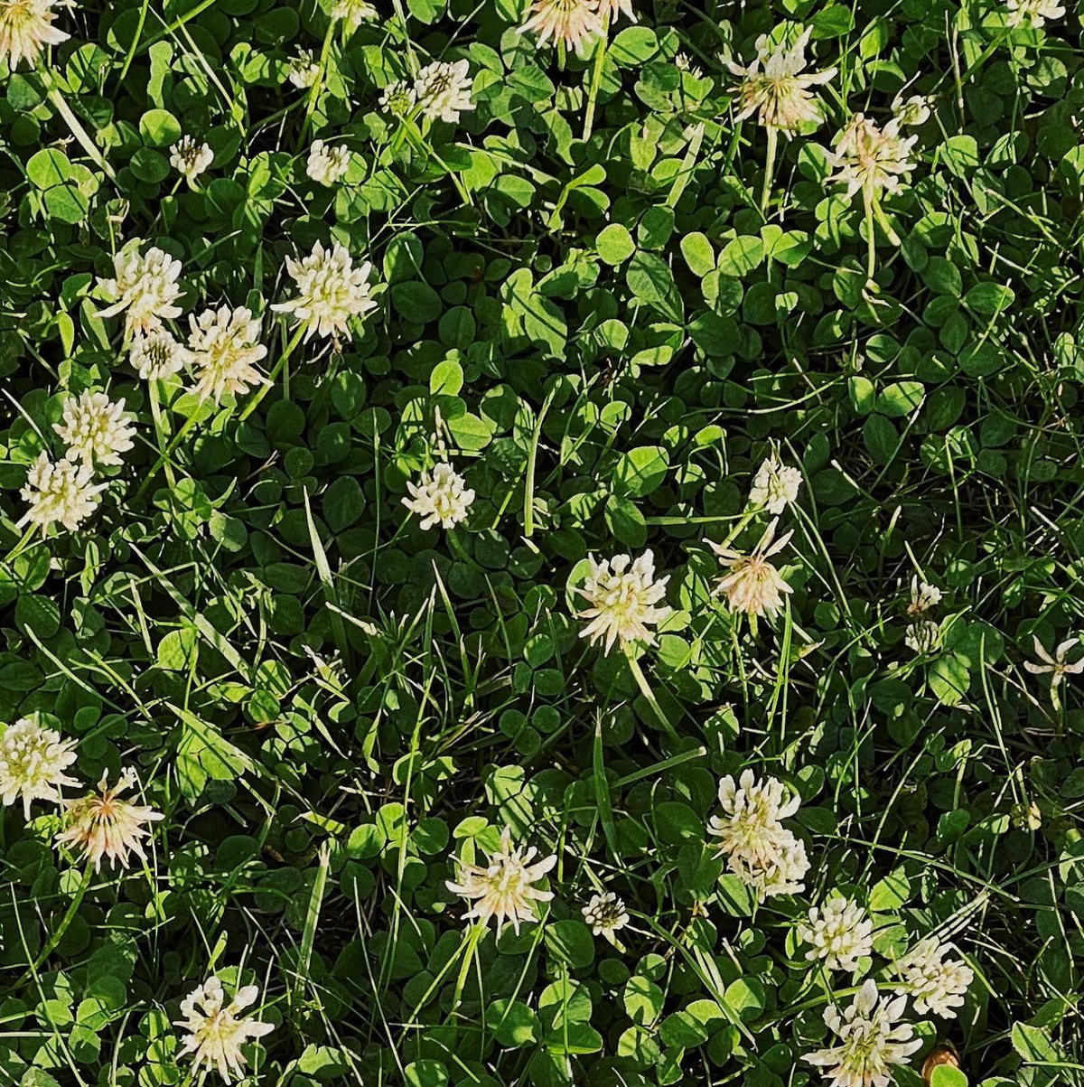 Pré fleuri de trèfles blancs au printemps