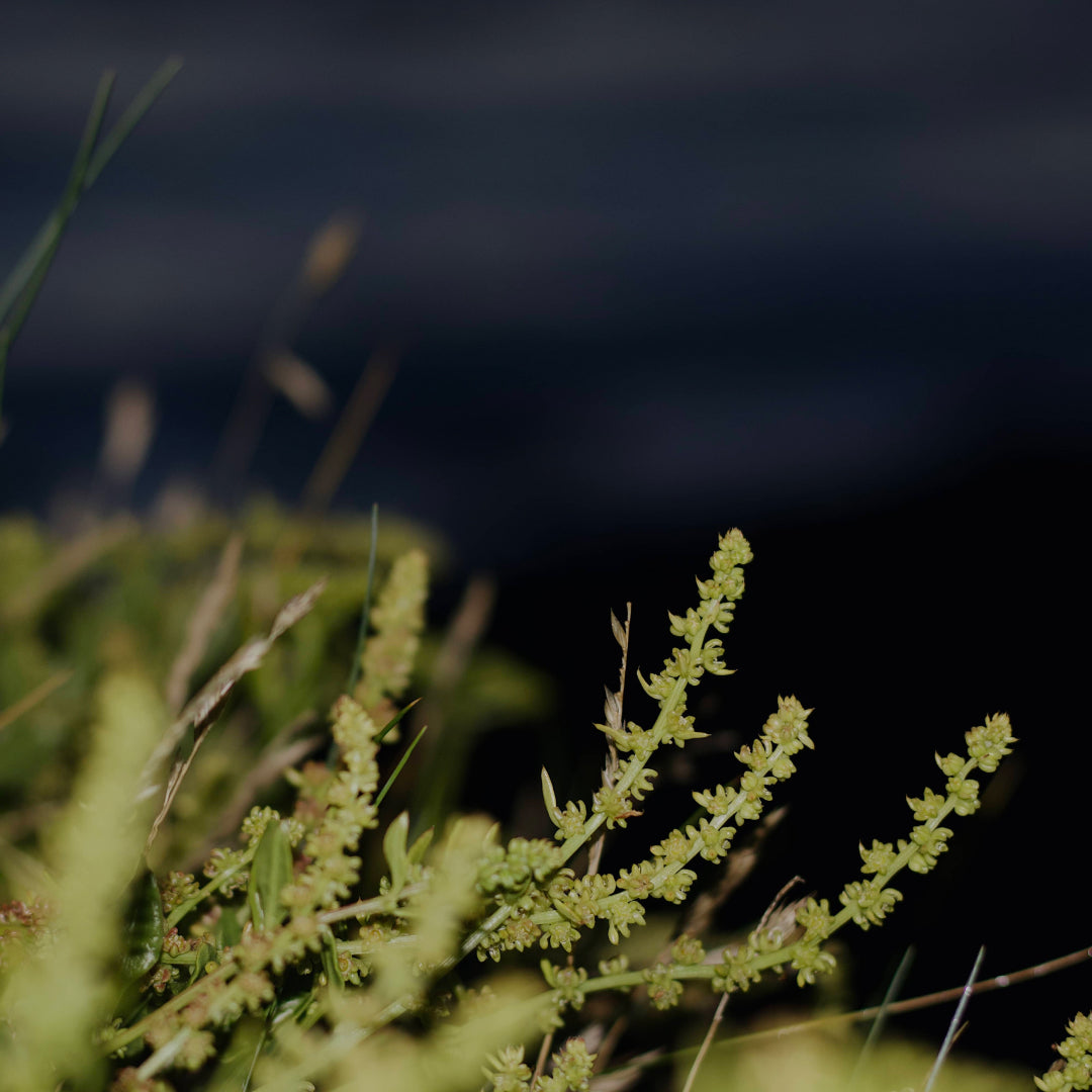 Herbes sauvages au bord de la mer au crépuscule