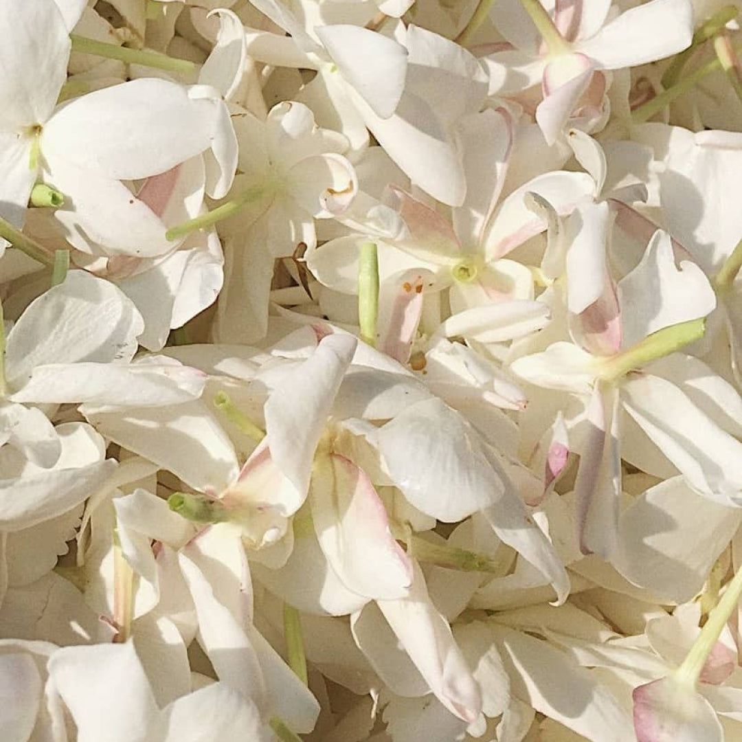 Pétales de fleurs blanches, matières premières de parfumerie Image